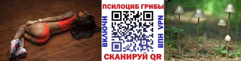 купить  сайты  Талица  Псилоцибиновые грибы Cubensis 
